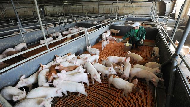 La droite et l'industrie agroalimentaire ne veulent pas de nouvelles normes sur l'élevage animal en Suisse. [Sputnik/AFP - Aleksandr Kondratuk]