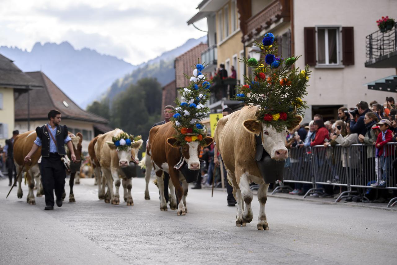 Des armaillis marchent avec leur troupeau à la désalpe de Charmey (FR), en septembre 2019. [Keystone - Anthony Anex]