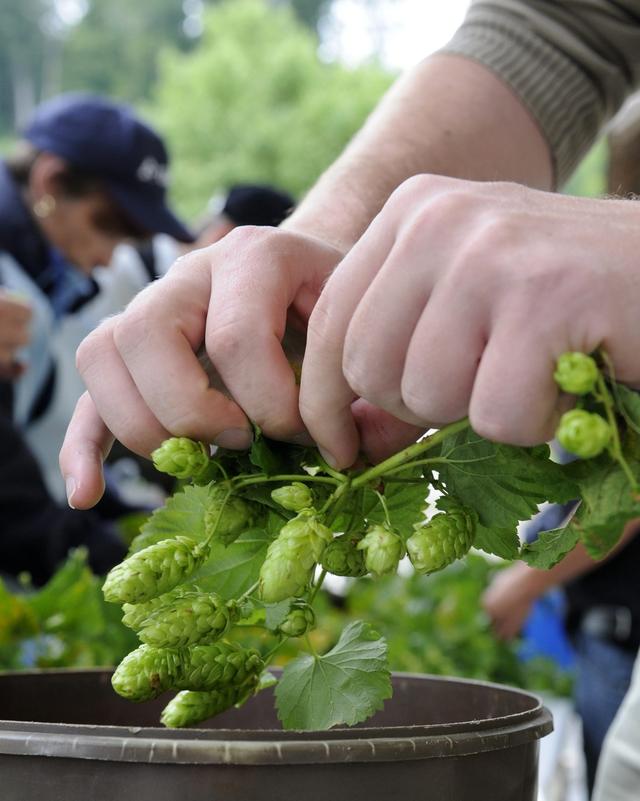 Aujourd'hui, les besoins en houblon en Suisse sont couverts à 90% par des importations. [Keystone - Regina Kuehne]