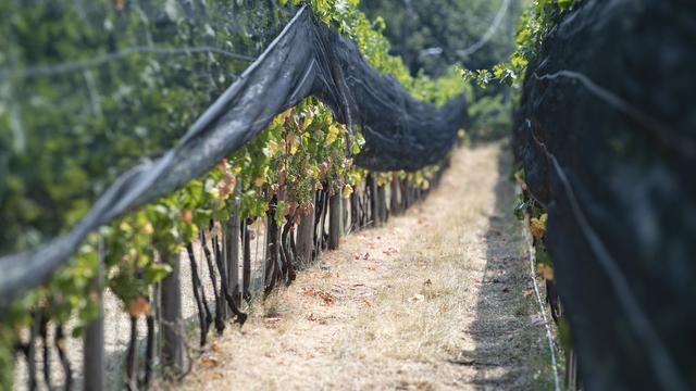 Des vignes dans le Mendrisiotto en juillet 2022. [Keystone - Pablo Gianinazzi]