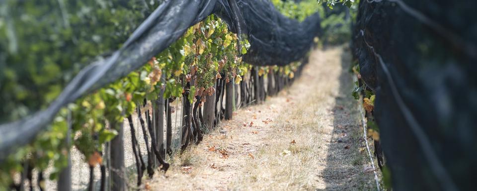 Des vignes dans le Mendrisiotto en juillet 2022. [Keystone - Pablo Gianinazzi]