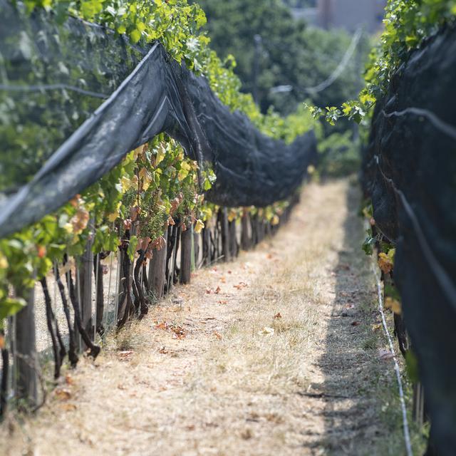 Des vignes dans le Mendrisiotto en juillet 2022. [Keystone - Pablo Gianinazzi]