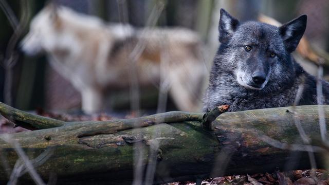 Dans le canton de Berne, une initiative veut faciliter le tir des grands prédateurs et interdire de promouvoir leur développement. [Keystone/DPA - Swen Pförtner]