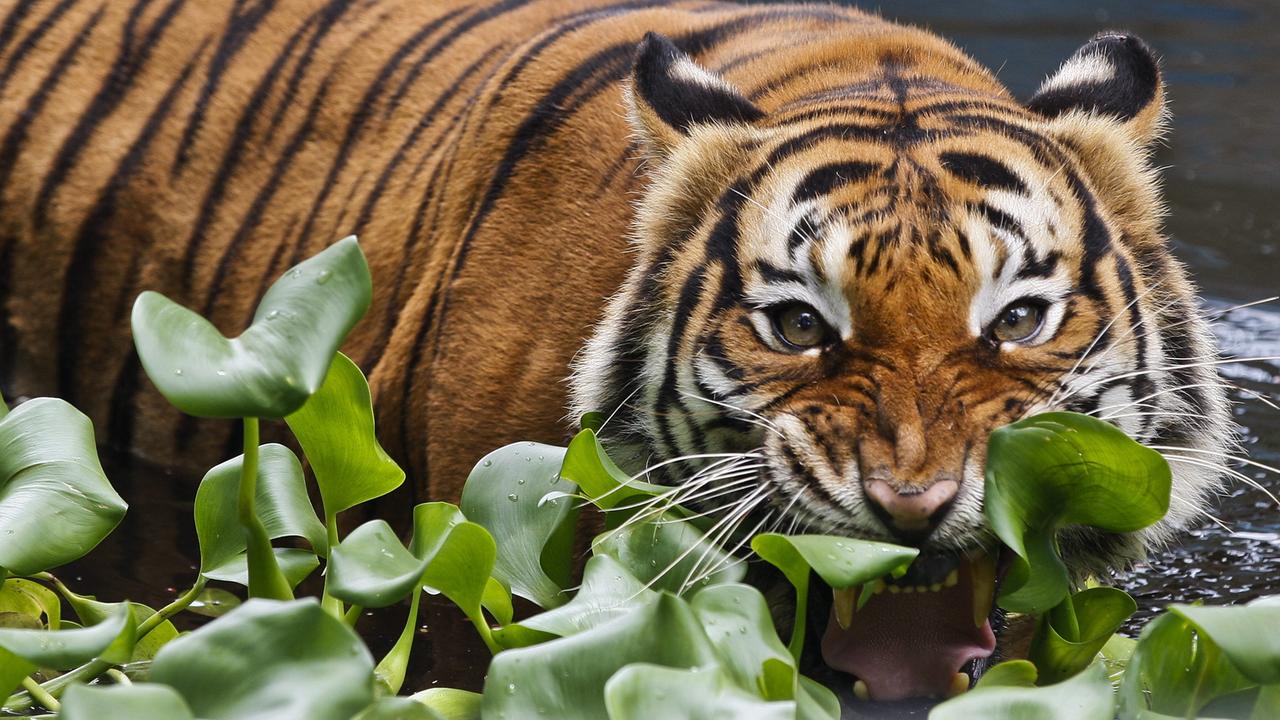 Le tigre est l'emblème de la Malaisie, mais l'espèce y est menacée de disparition. [Keystone/EPA - Fazry Ismail]