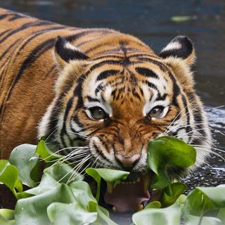 Le tigre est l'emblème de la Malaisie, mais l'espèce y est menacée de disparition. [Keystone/EPA - Fazry Ismail]