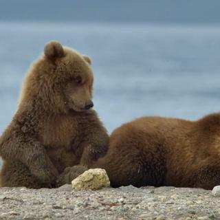 Documentaire - Les ours du Kamtchatka. [RTS]