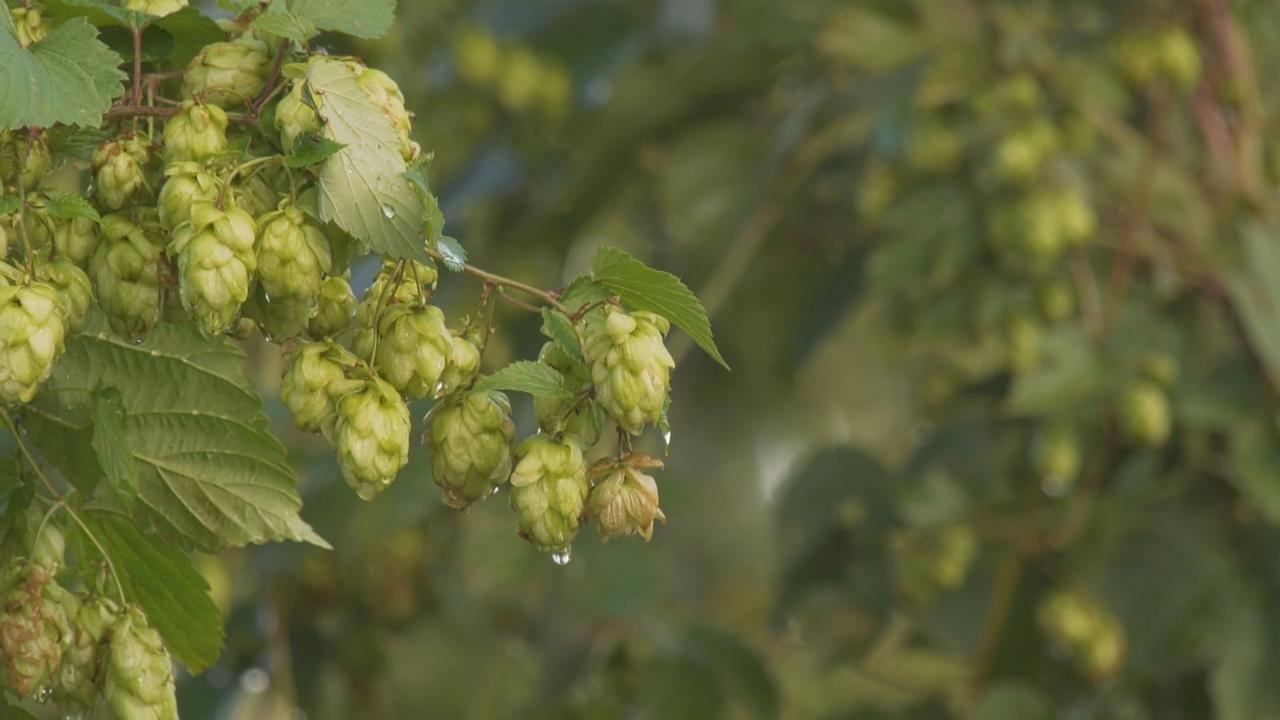 Le houblon entre notamment dans la recette de la bière, un débouché économique intéressant. [RTS]