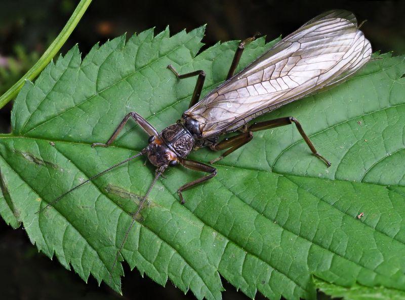 La mouche "Leuctra schmidi". [DR]