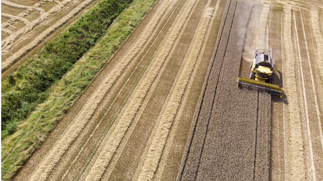 Un agriculteur moissonne a l' aide de sa machine agricole moissonneuse batteuse un champ de blé, ce mardi 20 juillet 2021 à Laconnex près de Genève. [Keystone - Salvatore Di Nolfi]