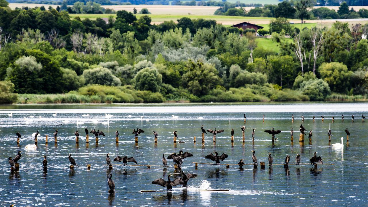 Une vue sur des cormorans dans la zone naturelle protégée dite du "Bois des Vernes" du lac de Neuchâtel. [Keystone - Jean-Christophe Bott]