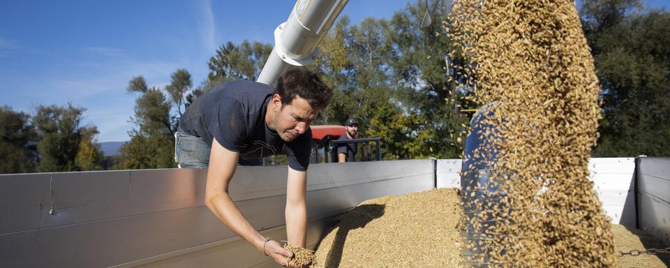 Le Conseil fédéral veut assurer l'approvisionnement alimentaire du pays, notamment en céréales. [KEYSTONE - Peter Klaunzer]