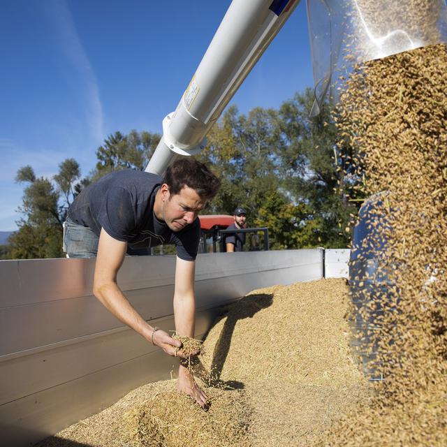 Le Conseil fédéral veut assurer l'approvisionnement alimentaire du pays, notamment en céréales. [KEYSTONE - Peter Klaunzer]