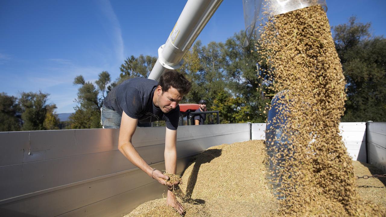 Le Conseil fédéral veut assurer l'approvisionnement alimentaire du pays, notamment en céréales. [KEYSTONE - Peter Klaunzer]