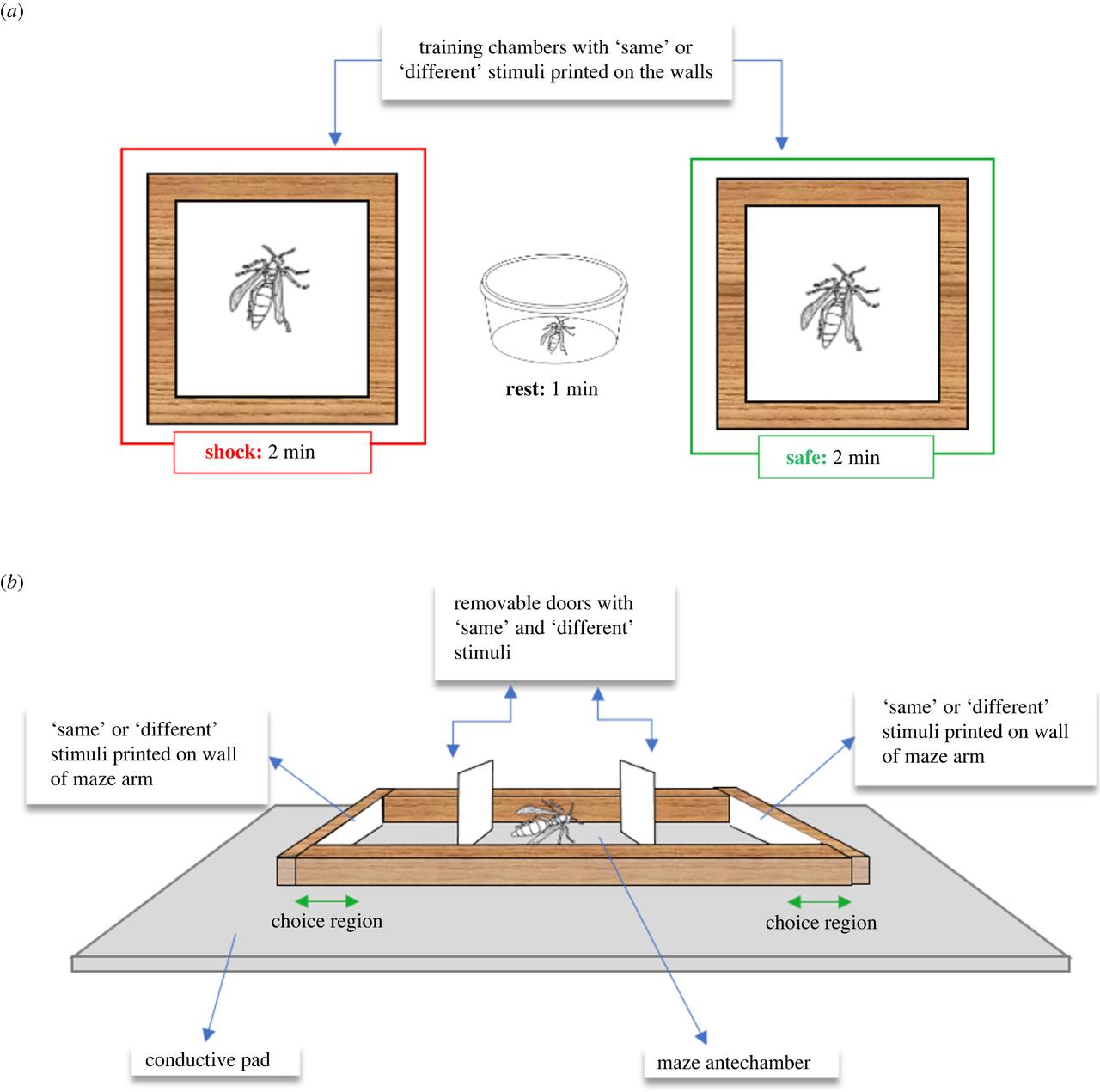 (a) Pendant la formation, les guêpes ont été placées dans des "chambres" en balsa de 3,8 x 3,8 cm avec des plafonds en plexiglas et des sols électrifiés ou neutres. Chaque guêpe est restée dans la chambre électrifiée pendant deux minutes, s'est reposée dans un récipient sombre pendant une minute, puis a été placée dans la chambre neutre pendant deux minutes. Ce cycle a été répété quatre fois avec des stimuli différents représentant des relations identiques ou différentes. (b) Pendant les tests, les guêpes étaient placées dans un rectangle en balsa (pour les stimuli visuels) ou en verre (pour les stimuli olfactifs) avec des paires du même stimulus à une extrémité et des paires de stimuli différents à l'autre extrémité. L'apprentissage a été testé en mesurant si la guêpe entrait dans la région de choix avec la paire de stimuli correcte ou incorrecte sur dix essais. L'emplacement des stimuli a été interverti d'un essai à l'autre pour s'assurer que les guêpes répondaient aux stimuli plutôt qu'à l'emplacement. [Proceedings of the Royal Society B – Biological Sciences - Chloe Weise, Christian Cely Ortiz, Elizabeth A. Tibbetts]
