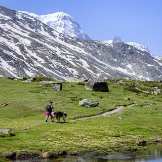 Un randonneur marche avec un chien au bord du lac Stellisee face au Cervin (Matterhorn) ce mardi 25 juin 2019 à Zermatt. [KEYSTONE - Leandre Duggan]