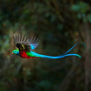 Un Quetzal. [Depositphotos - OndrejProsicky]