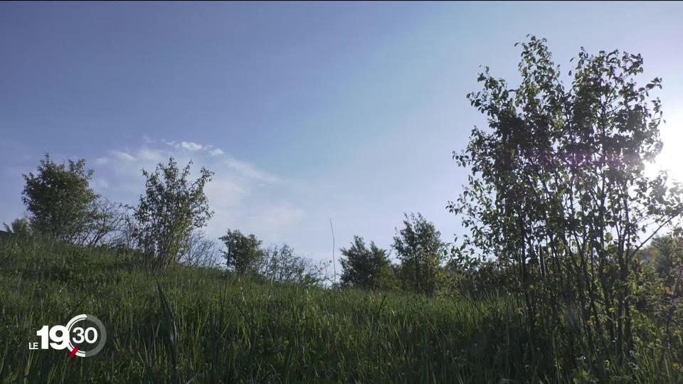 Le pollen est de retour avec le fleurissement des arbres, et les allergies avec. MétéoSuisse mesure dorénavant les données polliniques en temps réel