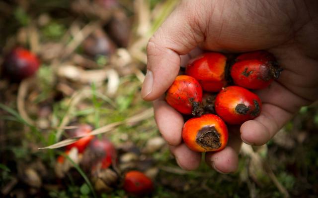 Des fruits du palmier à huile. [WWF-Malaysia - Mazidi Abd Ghani]