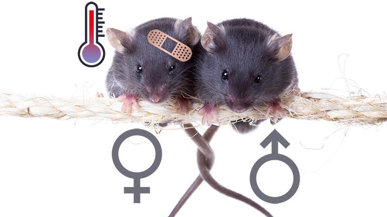 Des souris sans récepteurs NLRX1 sont étudiées. À gauche, une femelle présente une hyperinflammation due à l'infection par le parasite "Leishmania guyanensis" qui porte le "Leishmania RNA Virus 1". [UNIL - Irina Kozhemyakina/Dreamstime.com]