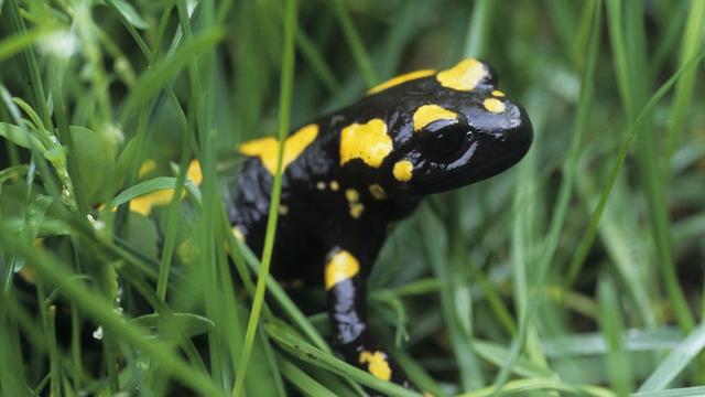 Une salamandre tachetée. [afp - Leemage]