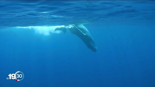 À la Réunion, la présence importante des baleines à bosse attire les touristes et interroge les chercheurs