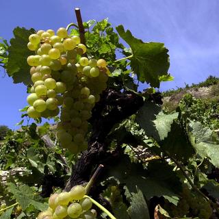 Des vignes en Valais. [Keystone - Andree-Noelle Pot]