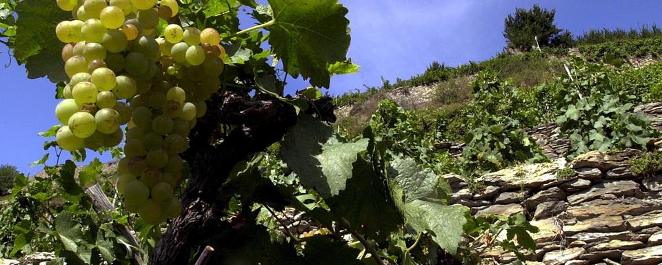 Des vignes en Valais. [Keystone - Andree-Noelle Pot]