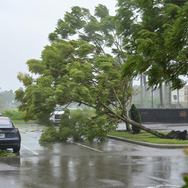 Les rafales de l'ouragan Ian commencent à abattre de petits arbres dans un parking d'hôtel à Sarasota, en Floride. [reuters - Steve Nesius]