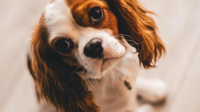 Pourquoi les bébés animaux nous attendrissent-ils autant? [Pexels]