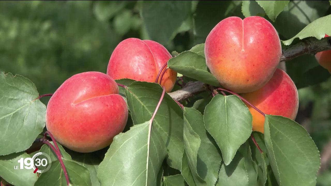 Pour faire face aux changements climatiques, les producteurs d'abricots valaisans misent sur de nouvelles variétés.
