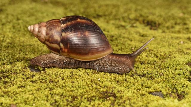 Des escargots géants africains repérés à Saxon, en Valais [afp - Jean-Yves Grospas]