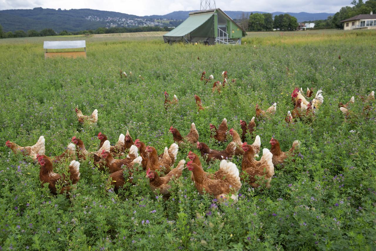 Des poules en balade à Coinsins (VD). [KEYSTONE - Salvatore Di Nolfi]