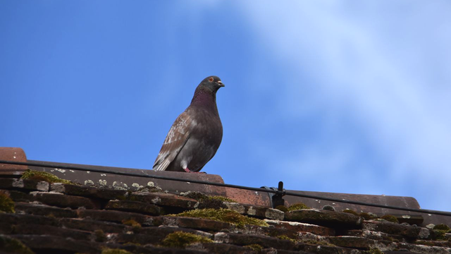 Le but est de localiser les lieux où les pigeons se cachent et nichent. [RTS - Gaël Klein]