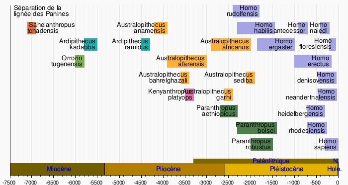 Les Homininés au cours du temps (échelle: milliers d'années). [Wikipédia]