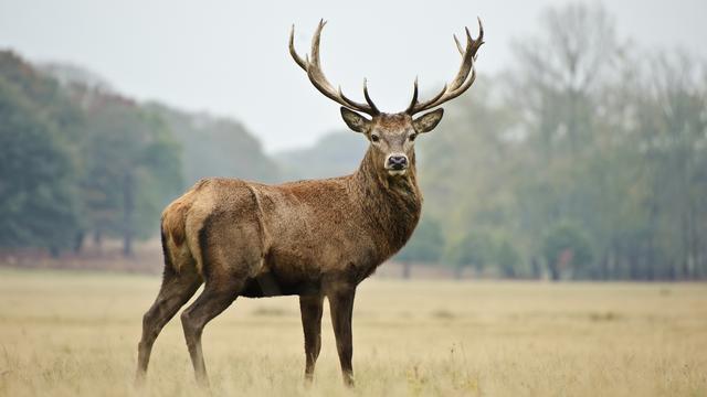 Un cerf et son imposante parure de bois.
Veneratio
Depositphotos [Veneratio]