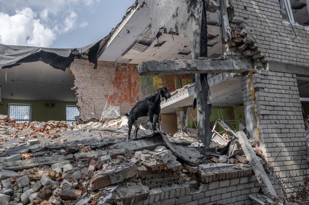 Une chèvre dans les ruines d'un bâtiment au sud de Mykolaïv, près de l'actuelle ligne de front, le 20 août 2022. [AFP - Bulent Kilic]