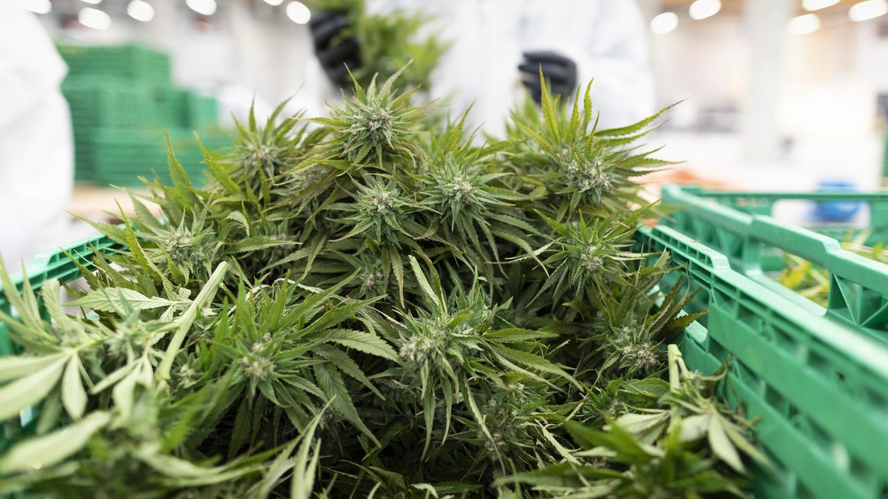 Une entreprise basée à Zeiningen (AG) a reçu l'autorisation de cultiver du cannabis avec du THC. [Keystone - Gaetan Bally]
