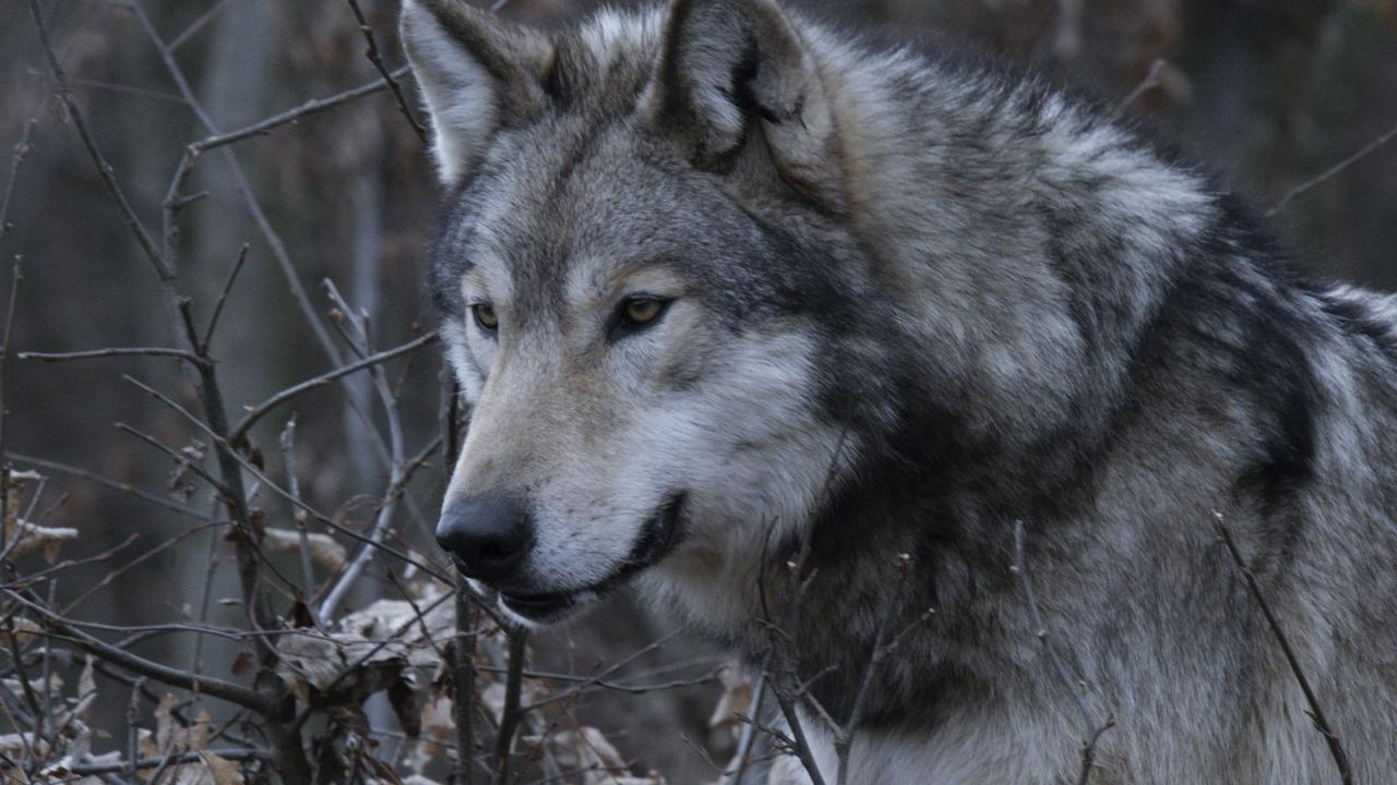 L'an dernier, avec 853 animaux de rente tués par 148 loups, le grand prédateur a fait moins de dégâts en Suisse. [RTS]