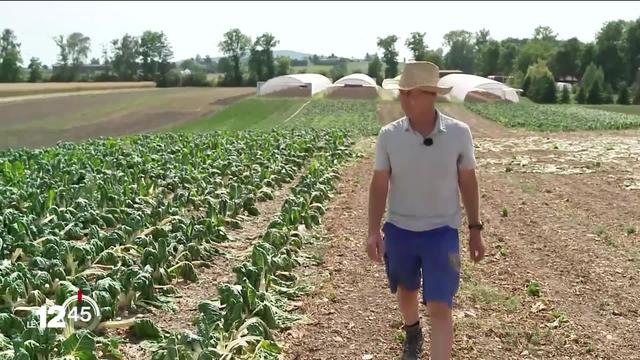 Le changement climatique est un énorme défi pour l'agriculture. Avec la chaleur et la sécheresse, les maraîchers doivent se battre pour sauver leurs récoltes.