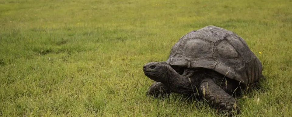 Jonathan, la plus vieille tortue du monde, fête ses 190 ans [AFP]