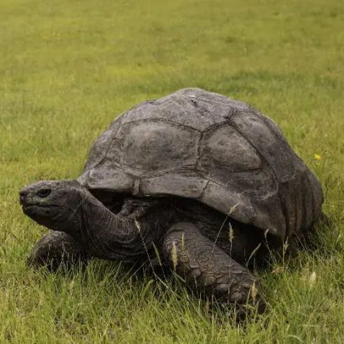 Jonathan, la plus vieille tortue du monde, fête ses 190 ans [AFP]