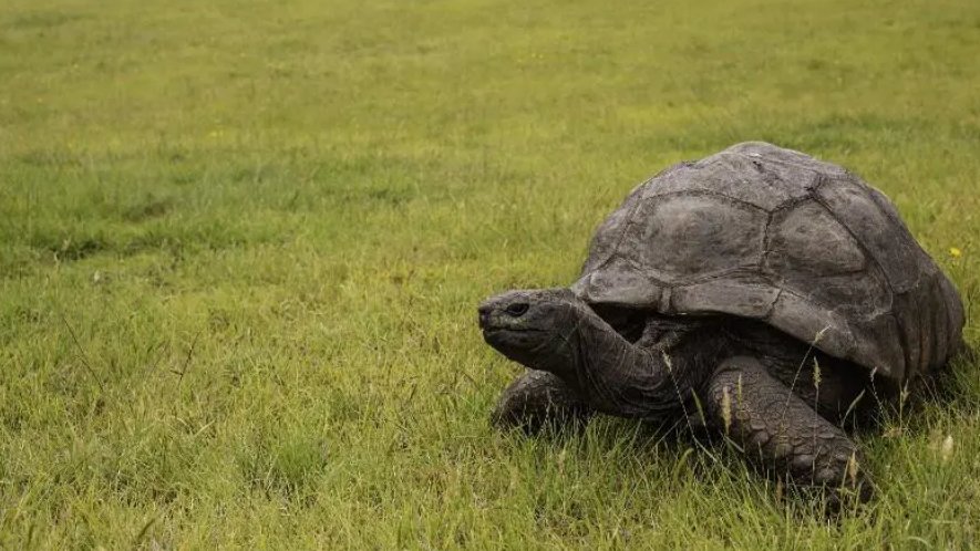 Jonathan, la plus vieille tortue du monde, fête ses 190 ans [AFP]