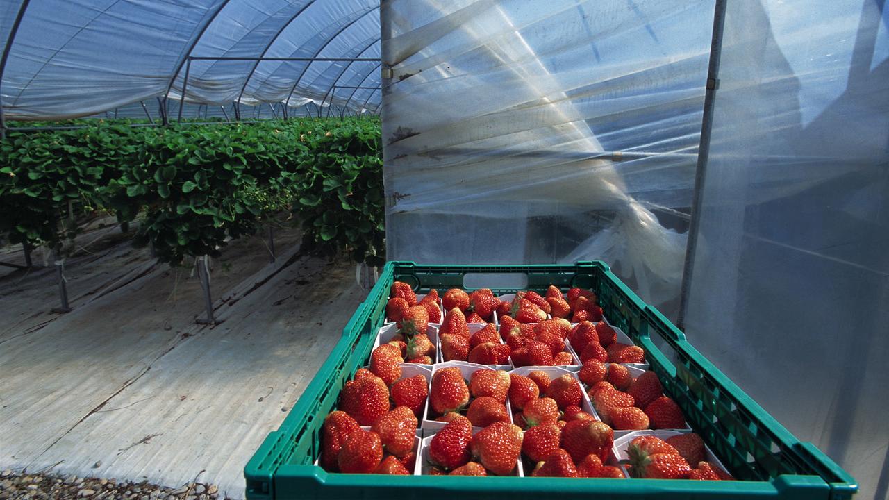 Récolte de fraises sous serres à Kesswil, dans le canton de Thurgovie. [Keystone - Gaetan Bally]