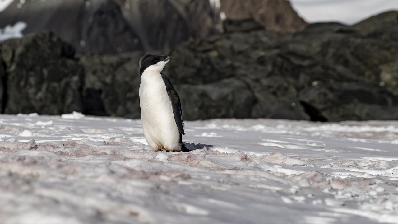 L'Antarctique à plus de 30°C au-dessus de la normale cette semaine. [AFP - Azebnem Coaykun]