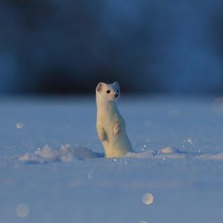 Une hermine blanche dans la neige. [Depositphotos - FrankFF]