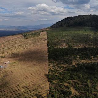 Déforestation pour la plantation d'avocats à Cheran au Mexique en janvier 2022, Fernando Llano, Keystone