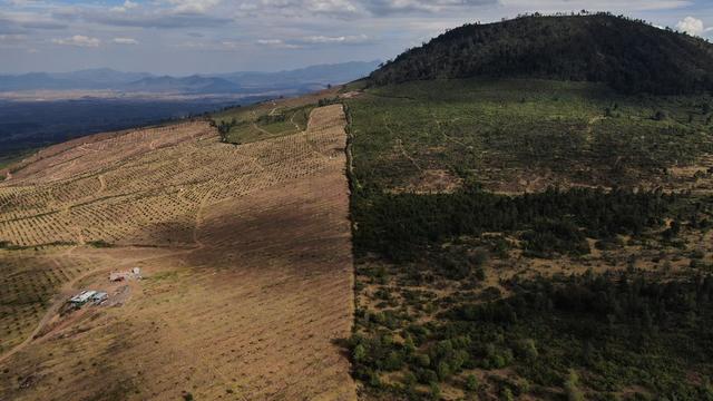 Déforestation pour la plantation d'avocats à Cheran au Mexique en janvier 2022, Fernando Llano, Keystone