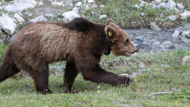 Un ours brun mâle parcourt le Münstertal, dans le canton des Grisons, en juin 2012. [KEYSTONE - Jon Gross / Office cantonal de la chasse et de la pêche des Grisons]