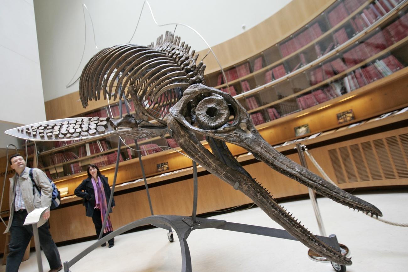 Le squelette d'un Ophtalmosaurus – vieux de 164 à 144 millions d'années –, un reptile marin qui ressemblait à un dauphin. Il faisait partie de la famille des ichtyosaures. [Keystone/AP photo - François Mori]