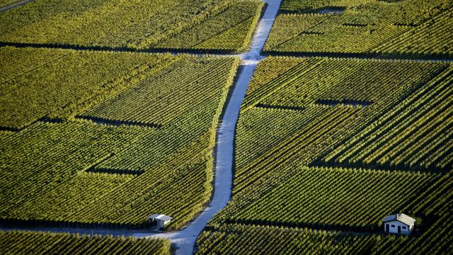 Le Valais s'apprête à débloquer 14 millions de francs pour ses professionnels de la vigne. Mardi, le Grand Conseil leur a exprimé un soutien quasi unanime après une année difficile. Mais plusieurs partis souhaitent renforcer les conditions d'obtention de ces aides. [KEYSTONE - LAURENT GILLIERON]